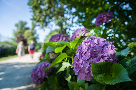 Circuit Hortensia Ploermel E.Berthier