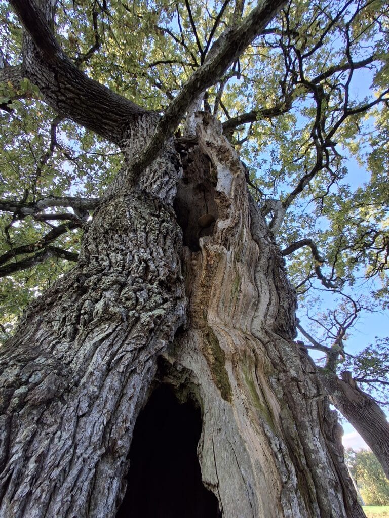 Filière bois - Arbre