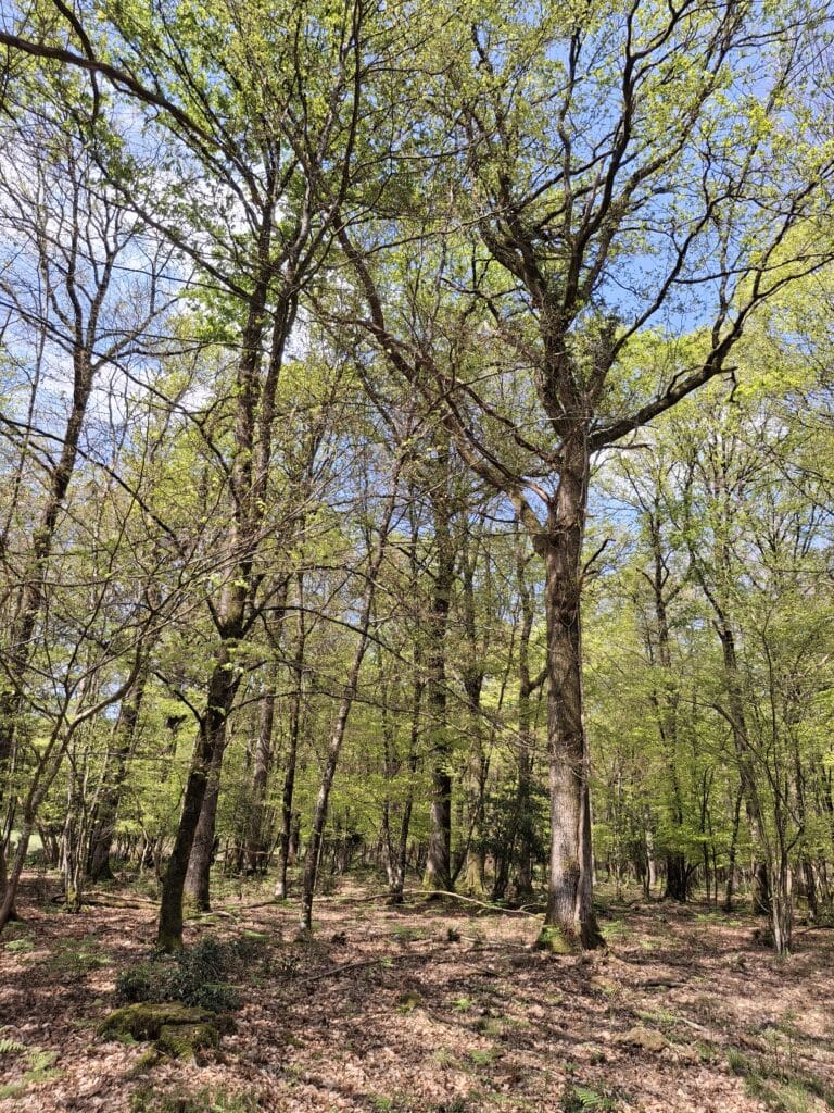 Forêt, Bois et Territoire