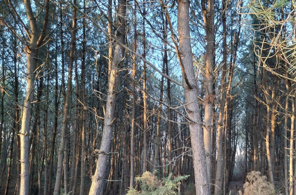 Plantation de pins maritimes à éclaircir afin d'assurer la bonne santé de la parcelle et la conservation de sa valeur.