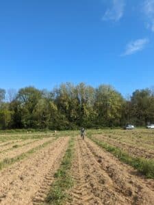 Boisement de terres agricoles avec N&eacute;osylva
