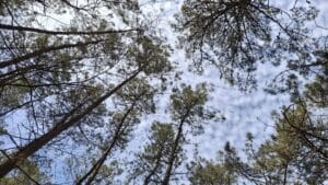 Pin maritime &agrave; Gl&eacute;nac